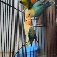 Lovebird Biola Parblue , Biola Green , Biola Euwing , Biola Blue