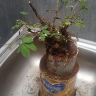 PREMIUM bahan Bonsai putri malu/bonsai viral/bonggol