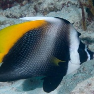 Ikan Hias Laut Layaran Kuning Punuk Xl Ziniatoko