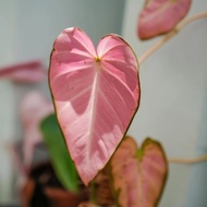 Tanaman hias mican pink - tanaman daun sudah pink
