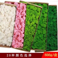 Moss Flower Preserved Flower Moss Grade Flower Preserved Reindeer Moss 500g Wholesale Green Guarante