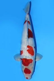 Ikan Koi Import Jepang Showa Dainichi 55 cm