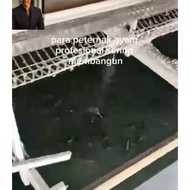 AIR BAJA TAHI AYAM NAJIS AYAM