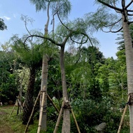 Pohon kelor afrika / pohon moringa