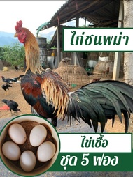 ไข่เชื้อไก่ชนพม่า ชุด 5 ฟอง สำหรับฟัก