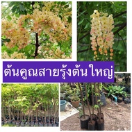 ( PRO+++ ) โปรแน่น.. ต้นคูณ. สายรุ้ง พันธุ์หายาก แข็งแรงรากเต็มถุงพร้อมลงปลูก ราคาสุดคุ้ม พรรณ ไม้ น