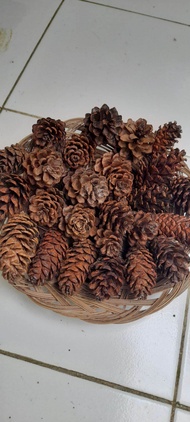 Bunga Buah pinus kering bunga pine cone kering Campur jumbo mini/ per 30 biji