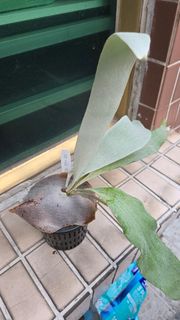 白色戀人鹿角蕨側芽