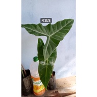 ALOCASIA LONGILOBA @ Pokok Keladi Tapak Gajah