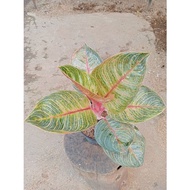 PROMO AGLONEMA !!! Aglaonema Hughes Dewasa Berkualitas