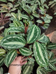 Calathea Four seasons with FREE white plastic pot, pebbles and garden soil (Live plant and Indoor plant)