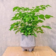 旺旺樹 發財樹 大樹葉紋 水泥盆栽 桌上盆栽 開幕送禮 喬遷禮物