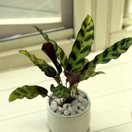 植栽小品_三寸陶瓷花器/白金葛/合果芋/初雪葛/劍尾竹芋