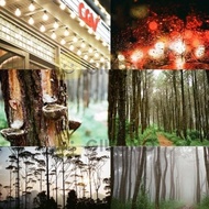 Fujifilm Fuji C200 - Roll Film 35Mm Fujicolor