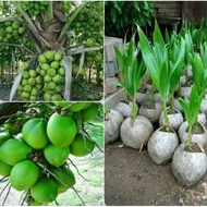 PROMO - Bibit Kelapa Hibrida | Benih Kelapa Hibrida | Kelapa Hibrida Super | Kelapa Hibrida Hijau re
