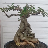 Bonsai Adenium Kamboja Jepang Batang Besar dan Akar Unik