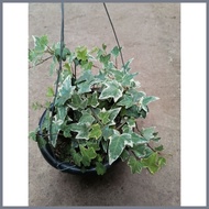 ⊙ English Ivy (Hedera helix)