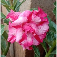 entres adenium bunga tumpuk sarpyu 4405af