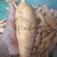 Ubi Cilembu Mentah Fresh 1 KG Murah