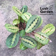 Calathea Maranta Leuconura 叶蝉竹芋 90mm Pot Keladi Indoor Live Plant Pokok Hiasan [Lush Garden]