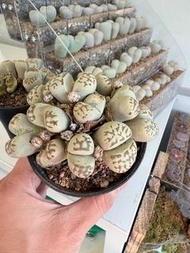 生石花麗虹玉群生