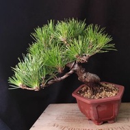 日本黑松 矮霸老樁 翠綠葉色 盆景 連 花盆  Plant Bonsai 塊根 矮霸 松樹 植物 禮物 盆栽 Black Pine Tree  gift【實拍。只此一盆】