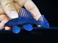 【Sus Aquatic】L239 BLUE PANAQUE PLECO - 蓝丝绒异形