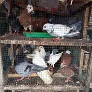 burung dara merpati hidup pelihara potong satuan