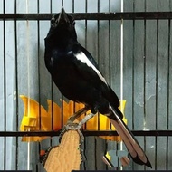 Burung kacer dada hitam jantan