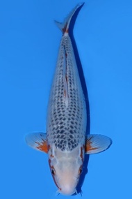 Ikan Koi Import Jepang Asagi Izuru 51 cm