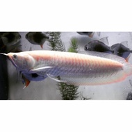 ikan arwana silver red
