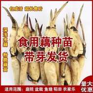 現貨  特價 小欣種業食用蓮藕藕苗種根蔬菜粉脆籽根苗種孑荷花種籽藕種深水蓮藕苗種