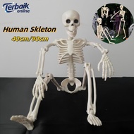 Skeleton Frame Torso Human Skeleton Model/ Mini Skull Human Skeleton/