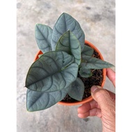 Alocasia Elaine/ Ready stock