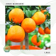 Benih Bibit Biji - Buah Jeruk Mandarin Orange Manis Jeruk Keprok Fruit