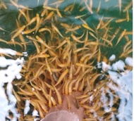 bibit ikan terapi isi 200 untuk terapi kaki