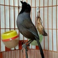 Burung Poksay Hongkong pipi hitam pilihan