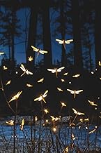 Wings of Starlight