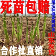Asparagus Years Growing Excellent Purple Green Seedlings Potted Candles Balcony Asparagus Seedlings 