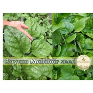 20pcs Seed Ceylon Spinach Vege Bayam Malabar Sayur 大叶木耳菜 帝皇苗 种子