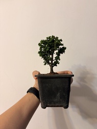 日本石化檜突襲$400（體驗價）