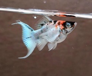 Red Head Balloon Molly Fish(Female) 红头短身气球茉莉鱼(母)❗️(Not random fish）❗️Fish same as order❗️27