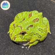 Promo / Terlaris kodok pacman frog pappermint Terbaik
