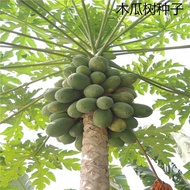 Bulk Papaya Tree Seeds Hainan Red Heart Papaya Seeds Milk Papaya Seeds Ripe Thin Skin Juicy