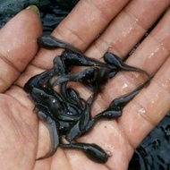 Bibit Lele Mutiara 4-5 Cm Untuk Pakan Ikan Predator isi +- 500 Ekor