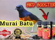 Malaysia Fast Shipping Original PENGALAK [ MURAI BATU @ MURAI CACING ]