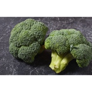 Biji Benih Brokoli Destiny Broccoli Seed - 100 Seed