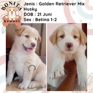 Siberian Husky Mix Golden Retriever Anak Anjing Jantan Betina