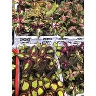 (coleus) mayana live plant