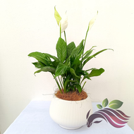 Spathiphyllum Peace lily plant